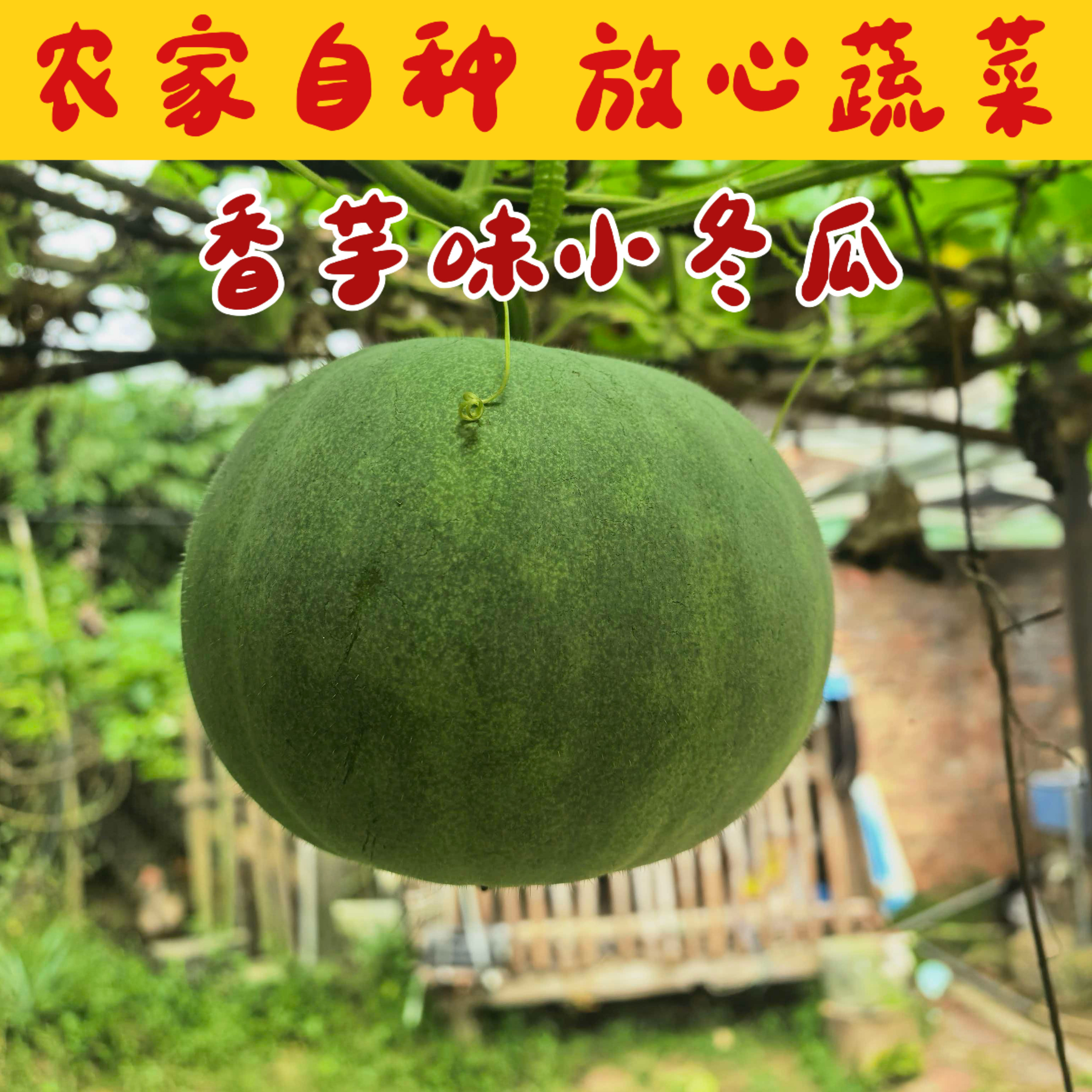 农家自种香芋头味道小冬瓜福建特产地直发粉糯老冬瓜应季新鲜蔬菜