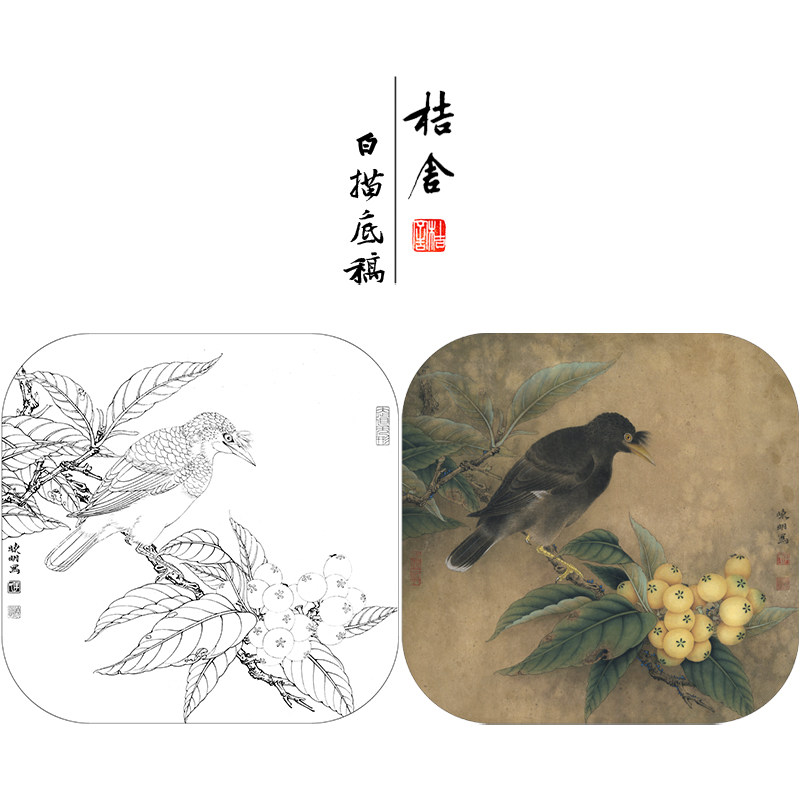 【有步骤,大彩图】李晓明工笔画白描稿乌鸦图《八哥枇杷图》kl01