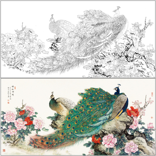 【有步骤】陈军工笔画白描底稿《依红理绣》孔雀牡丹花鸟线稿CJ33