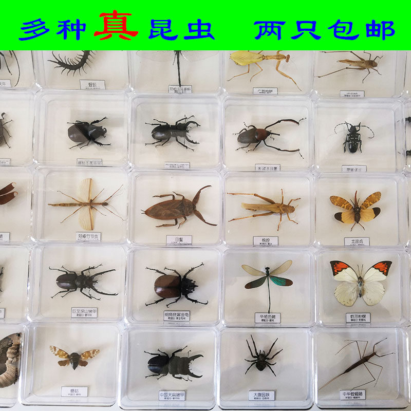 昆虫标本蝴蝶标本昆虫标本真虫昆虫标本盒学校幼儿园教学课件 小编推荐 Wepost 全民代运 马来西亚中国淘宝代运与集运专家