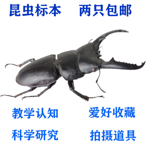 昆虫蝴蝶标本标本作业