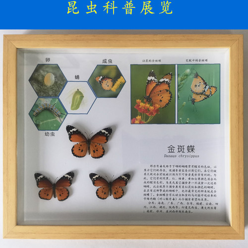 蝴蝶昆虫标本价格 蝴蝶昆虫标本图片 星期三