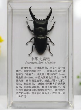 教学昆虫蝴蝶标本独立装带简介