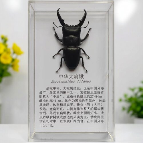 教学昆虫蝴蝶标本独立装带简介