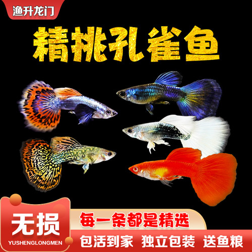 孔雀鱼凤尾鱼孕母天空蓝精品淡水