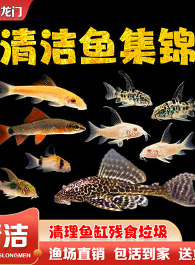 清道夫活体清洁鼠鱼金苔鼠工具鱼