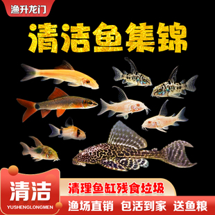 清道夫活體小型冷水清潔理魚(yú)缸吃便垃圾金苔鼠除藻熱帶工具魚(yú) 包郵