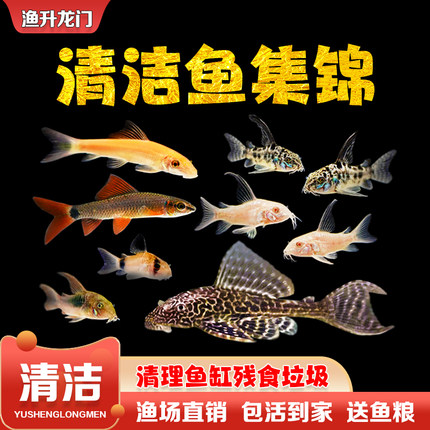 老鼠鱼活体小型冷水清洁理鱼缸吃便垃圾金苔鼠除藻热带工具鱼包邮