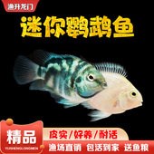 迷你鹦鹉鱼活体淡水新手繁殖宝蓝白金鹦鹉鱼短鲷小型鱼热带观赏鱼