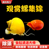 观赏螺活体淡水除藻工具苹果螺苹果螺清洁鱼缸残食粪便工具螺 包邮