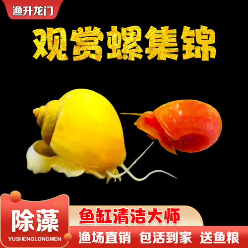 观赏螺活体螺黄金螺苹果螺工具螺