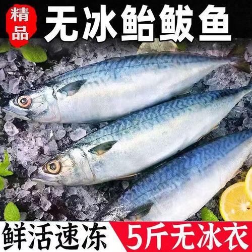 新鲜鲐鲅鱼速冻青占鱼整条深海青花鱼鲐鱼商用鲭鱼批发净重无冰衣