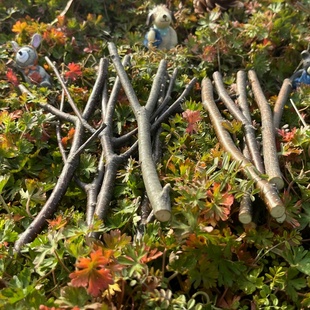 树杈干树枝环创DIY材料小树叉木棒桦木棍幼儿园手工天然树枝杈杈