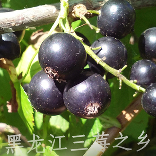 黑醋栗苗黑加仑苗果苗紫莓黑豆苗树葡萄南北方大地庭院阳台盆栽