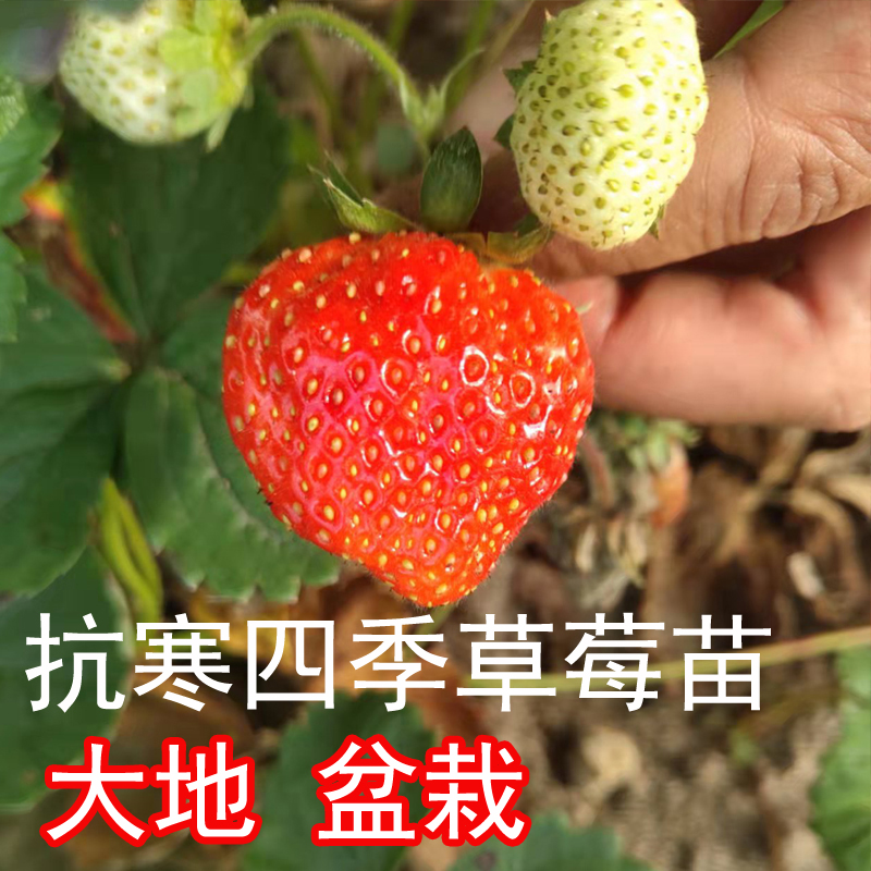 东北方黑龙江抗寒四季草莓果苗