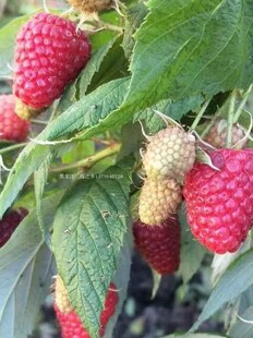 四季大果红树莓苗波尔卡单双季覆盆子苗马林托盘大地采摘盆栽苗