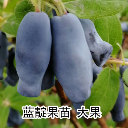 蓝靛果大果品种苗测试推荐果树苗