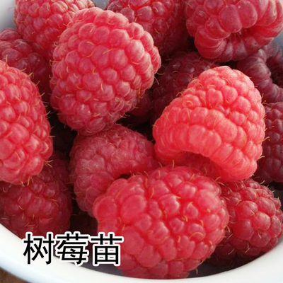 南北方抗寒红黄树莓苗