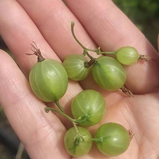 新款苗灯笼果苗大果鹅莓红绿醋栗苗南北大地庭院阳台室内绿植盆栽