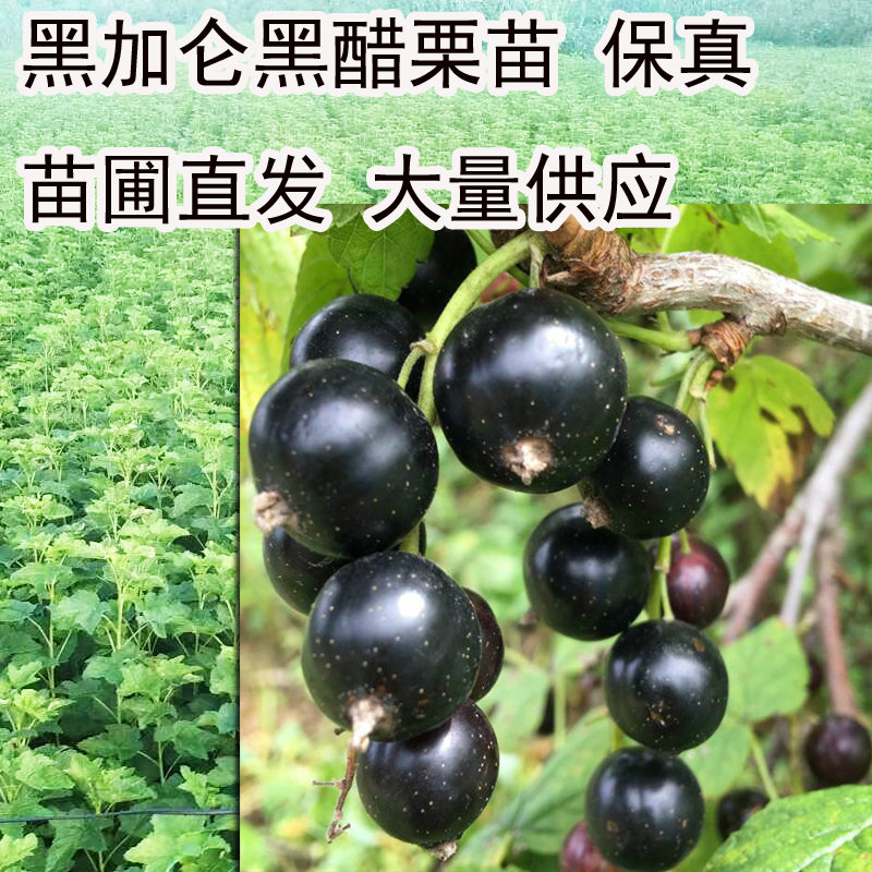 醋栗黑加仑树葡萄抗寒大量供应