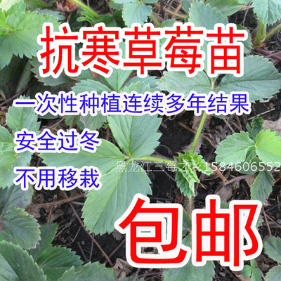 草莓苗高粱果苗维斯塔尔哈尼四季