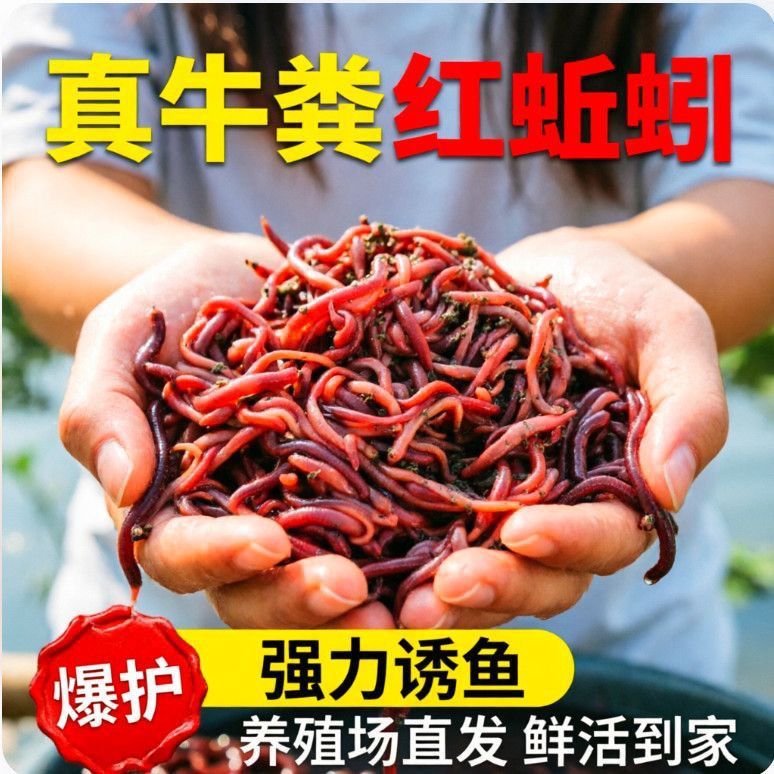 钓鱼蚯蚓红蚯蚓鲜活地龙盒装曲蟮蛐蟮一斤曲鳝楚喘蚯蚓丘引邱引