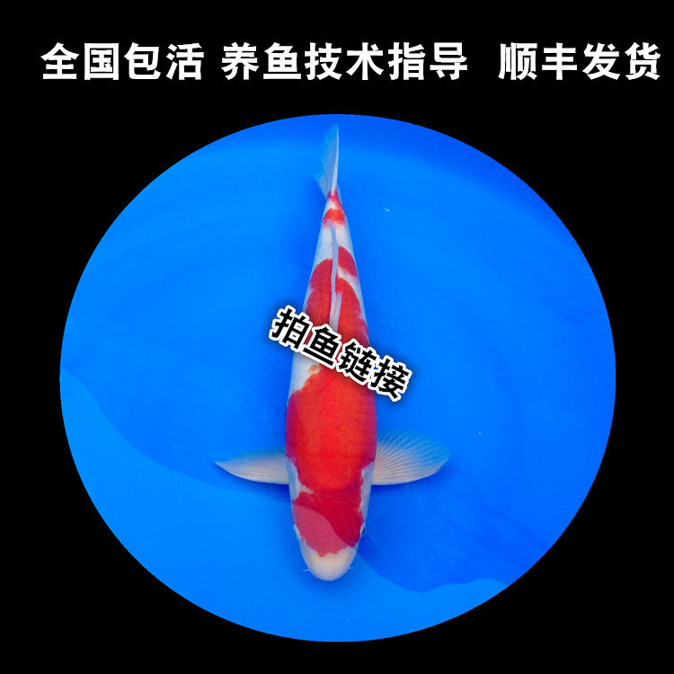 锦鲤活体 锦鲤鱼苗 风水鱼 吃鱼
