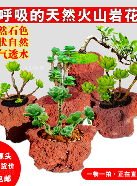 火山石花盆多肉兰花绿植菖蒲简约天然异形盆栽吸水红色岩石头透气