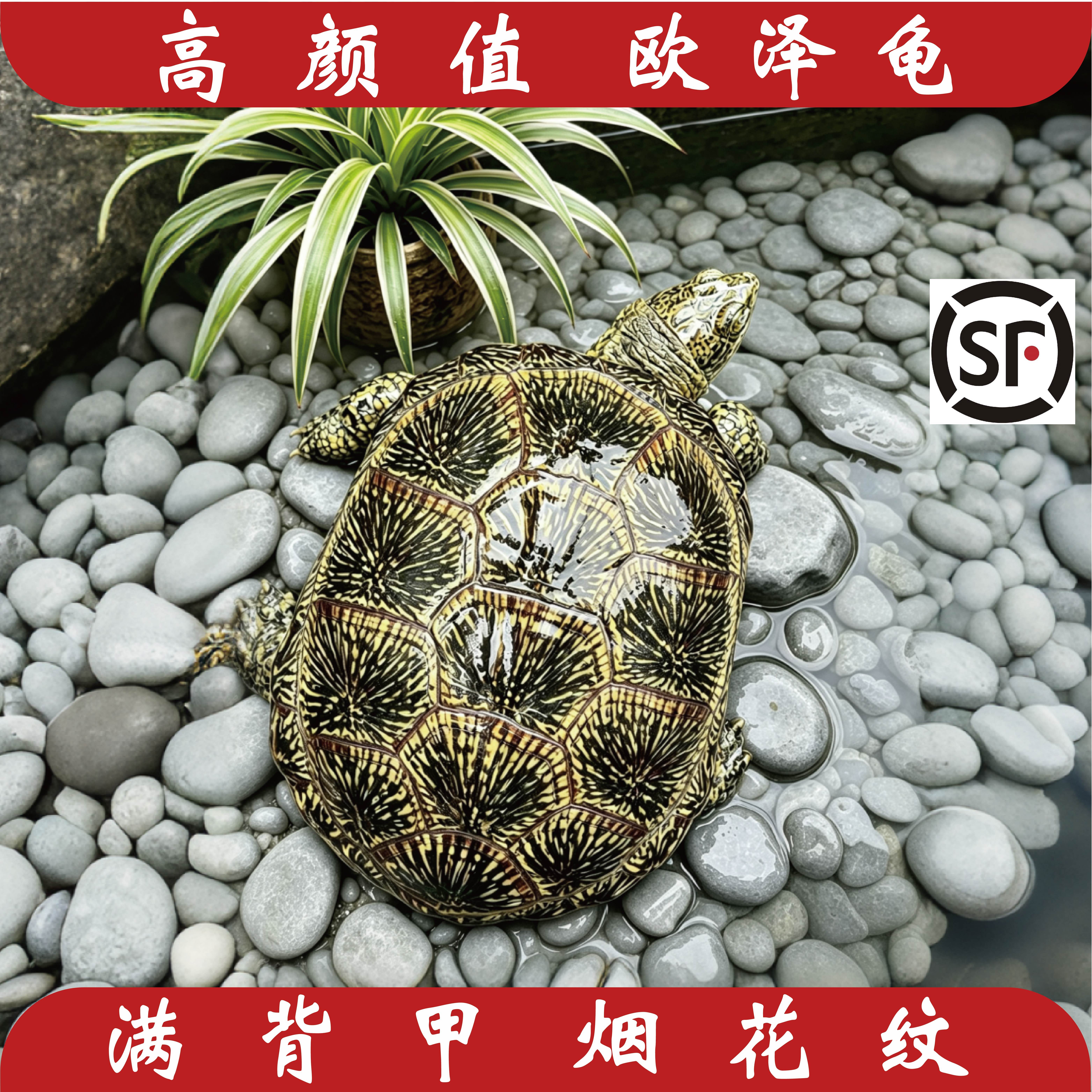 欧泽龟宠物乌龟冷水龟冷水之王欧洲泽龟高颜值皮实好养 顺丰包邮