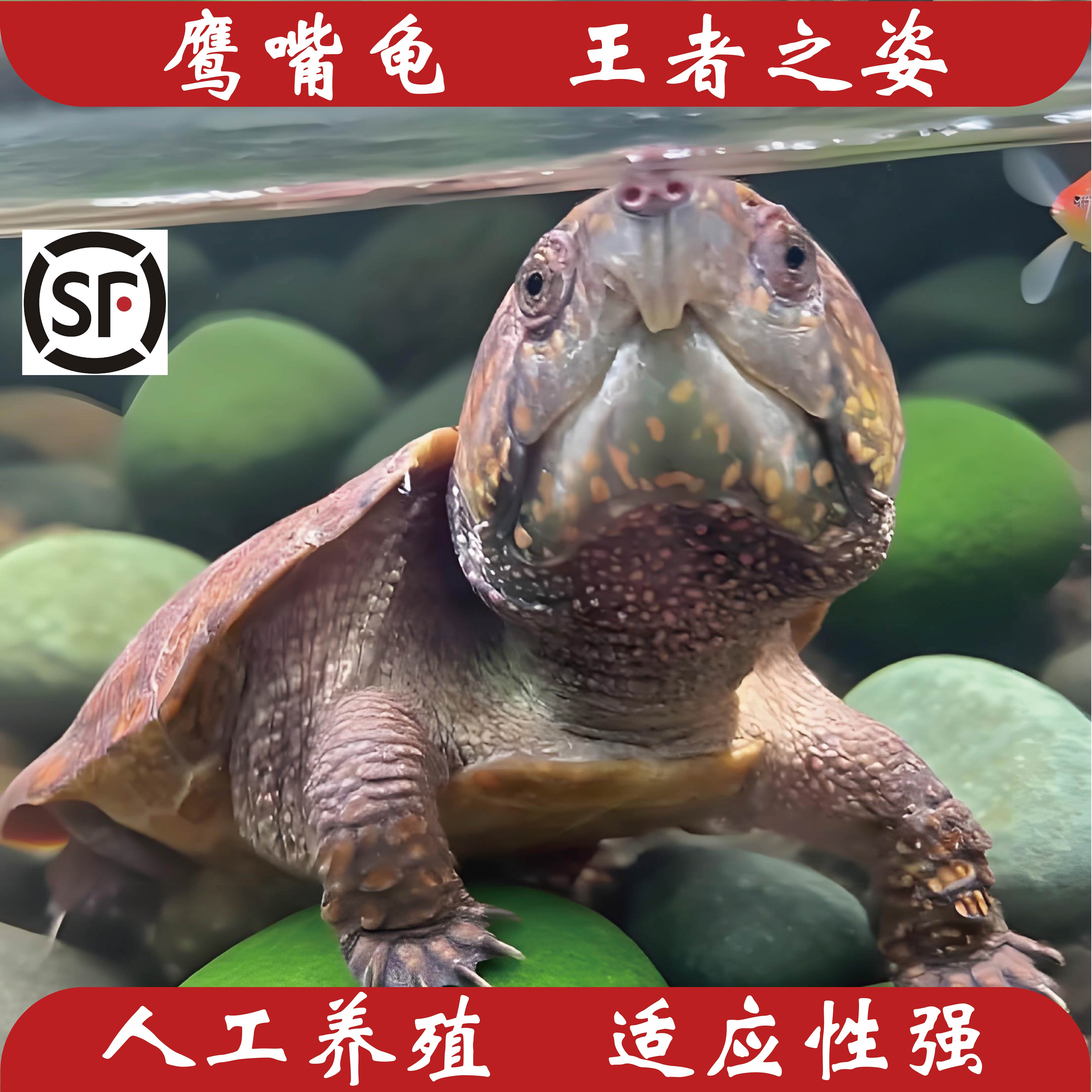 大头鹰嘴龟鹦鹉龟高端爬宠国产人工养殖顺丰包邮包溯源码发货