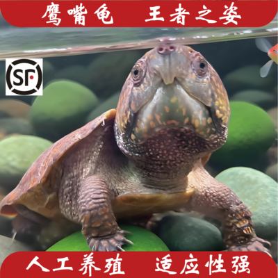 大头鹰嘴龟鹦鹉龟高端爬宠国产人工养殖顺丰包邮包溯源码发货