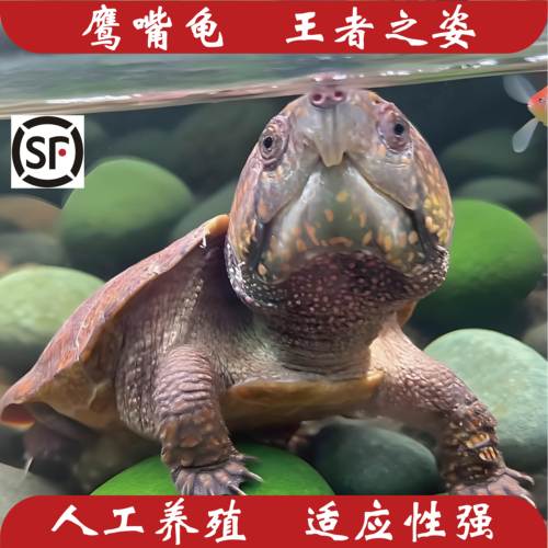 大头鹰嘴龟鹦鹉龟高端爬宠国产人工养殖顺丰包邮包溯源码发货