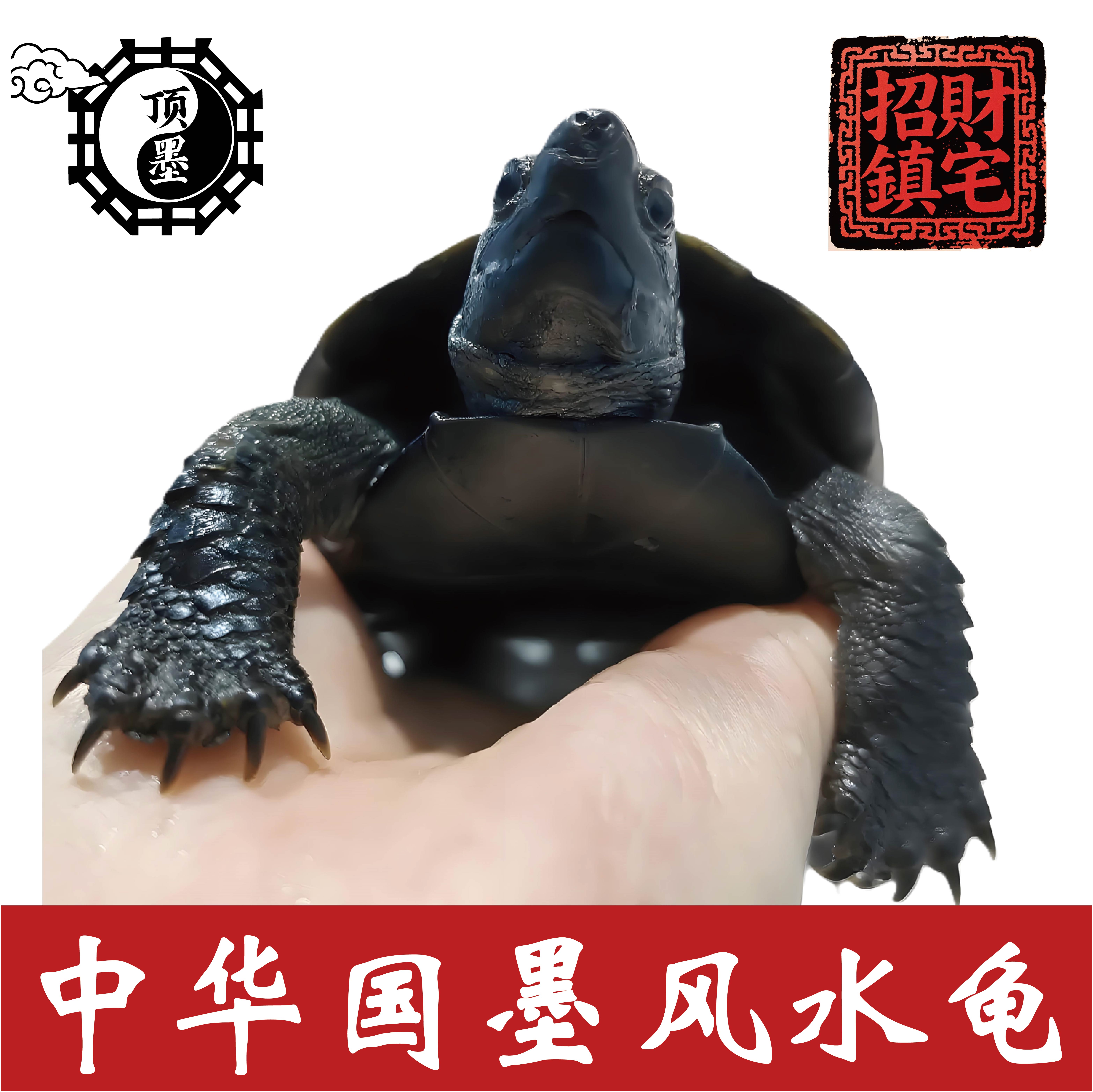 墨龟 顶墨纯种全黑中华墨龟招财龟风水龟黑乌龟外塘龟