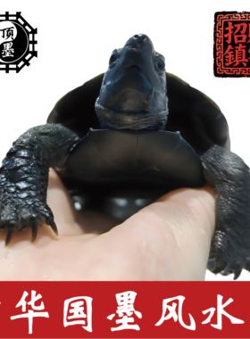 墨龟顶墨纯种全黑中华纯墨龟招财龟风水龟黑乌龟外塘冷水宠物龟