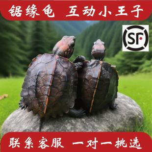 包邮 锯缘龟半水龟好养活人工养殖高端宠物龟活体碌仔顺丰 带证发货