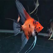 大红袍神仙鱼红魔鬼黑花燕鱼观赏鱼热带鱼 包损七彩燕鱼好养鱼 包邮