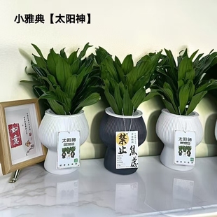 水培太阳神懒人植物室内耐阴桌面水养绿植网红盆景基地直发