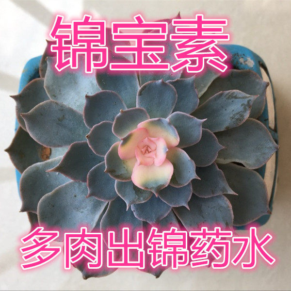 多肉植物催锦药水锦宝素多肉出锦药水新雨锦宝素