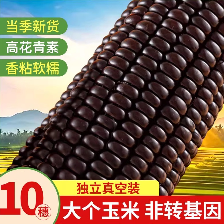 黑玉米糯玉米新鲜真空装包装袋甜黏粘玉米官方旗舰店开袋代餐早餐