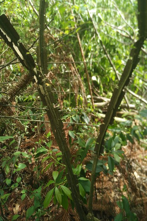 鬼箭羽树苗鬼箭苗山鸡条蓖箕柴四棱树室内盆景庭院包邮
