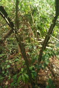 鬼箭羽树苗鬼箭苗山鸡条蓖箕柴四棱树室内盆景庭院包邮