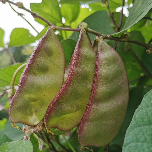 2026扁豆角新鲜峨眉豆现摘重庆农家眉豆刀豆鹅米豆紫边茶芸豆5斤