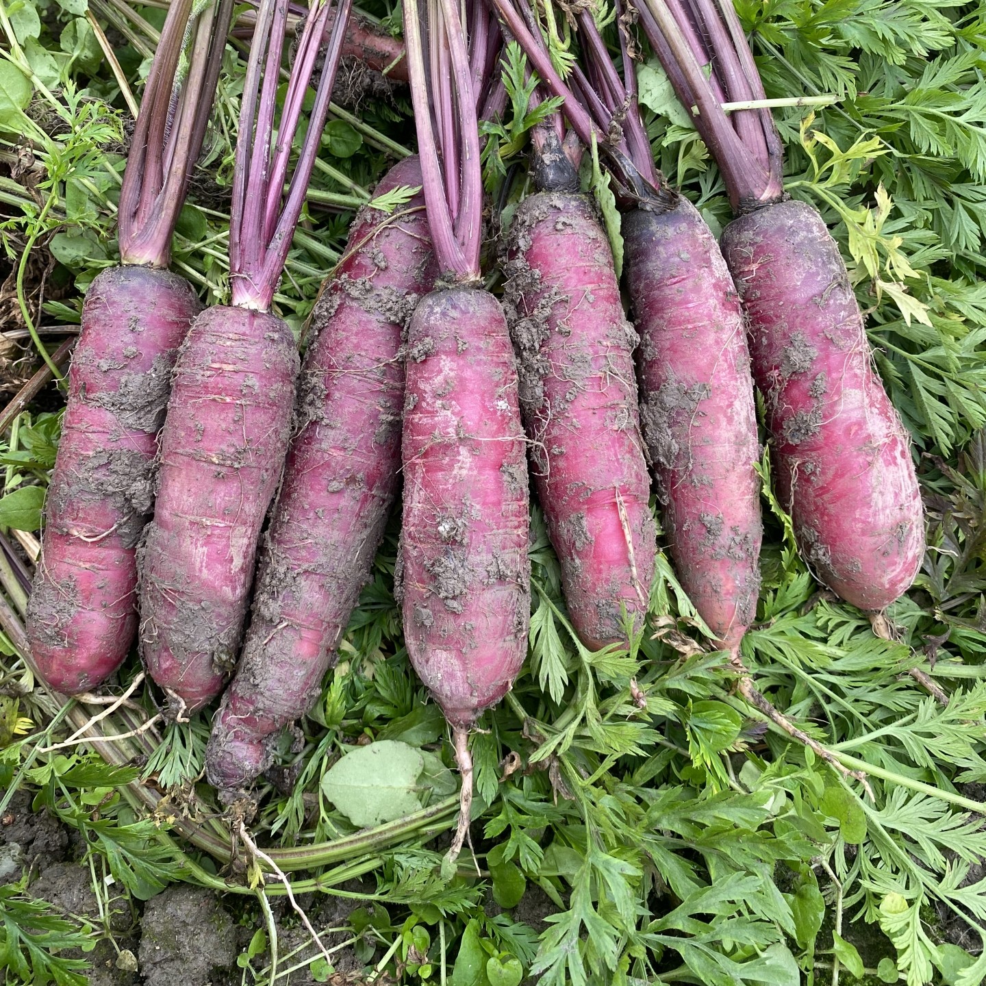 重庆新鲜紫胡萝卜带泥现挖老品种土胡萝卜红萝农家自种食用农产品,水产肉类/新鲜蔬果/熟食,萝卜/胡萝卜,淘宝优惠券,粉丝福利购,淘宝优惠卷