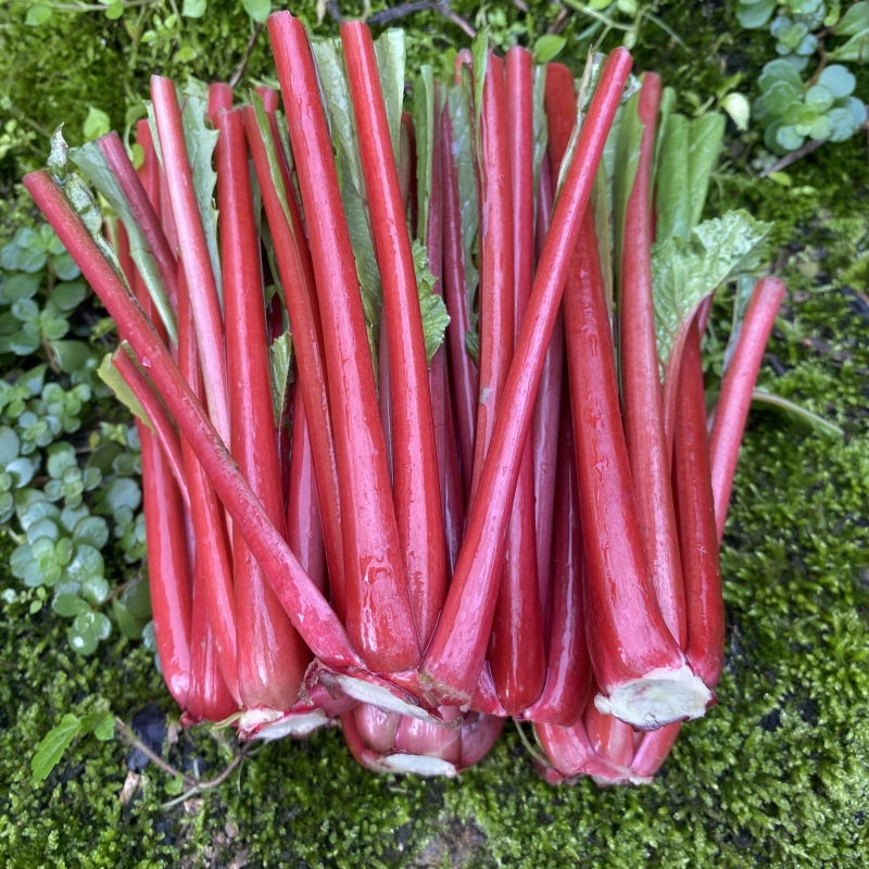 重庆新鲜红萝卜杆子红萝卜缨子红萝卜梗梗红梗萝卜缨子菜梗子泡菜