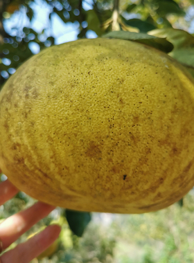 重庆梁平柚子农家土柚子梁山柚苦药麻凉平顶白心新鲜老品种水果