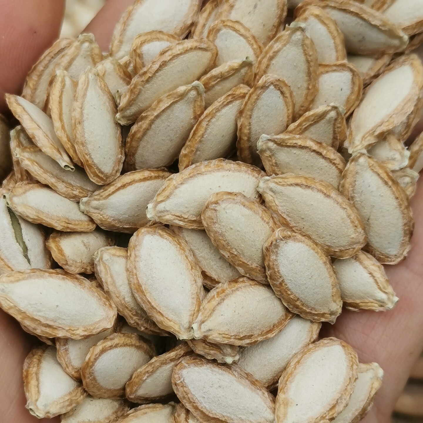 2025生南瓜子正宗毛边土南瓜子农家自产原味南瓜籽自然晒干带壳香