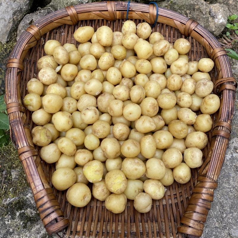 冬季新土豆现挖农家自种应季蔬菜