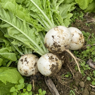 白萝卜新鲜圆萝卜重庆本地春不老春雪鲜嫩脆甜化渣高山农家自种