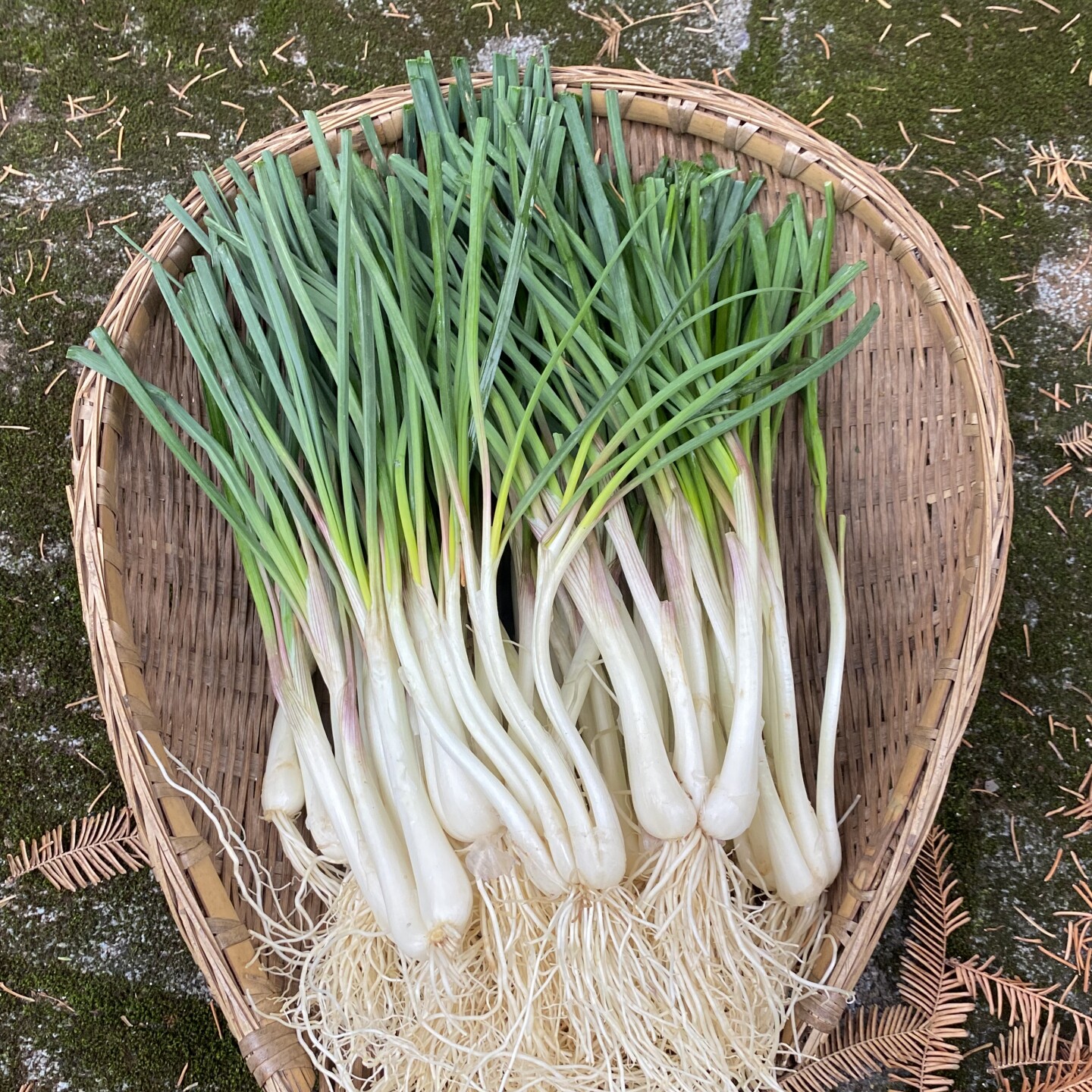 藠头新鲜现挖洗干净本地藠头重庆四川正宗藠头葱茭头荞头鹅巴带叶 - 实物图