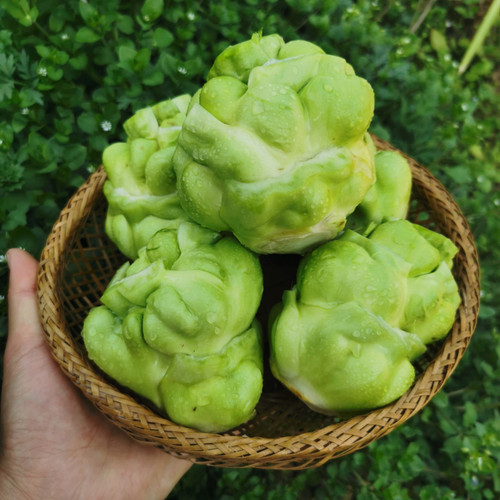 重庆农家自种新鲜榨菜头羊角菜